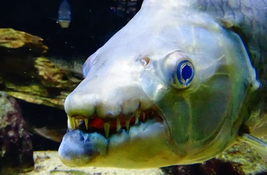 Scared Of Sea Beasties? These 4 Freshwater Monsters Might Just Put You Off Rivers Too