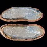 Three Ancient Ecosystems Dating To 300 Million Years Ago Unearthed Beneath Illinois