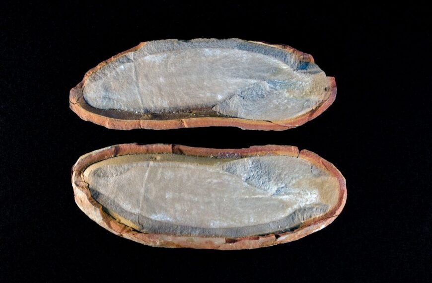 Three Ancient Ecosystems Dating To 300 Million Years Ago Unearthed Beneath Illinois