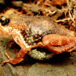 Do Any Frogs Or Toads Give Birth To Live Young? Just One: Meet The Western Nimba Toad