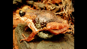 Do Any Frogs Or Toads Give Birth To&hellip;