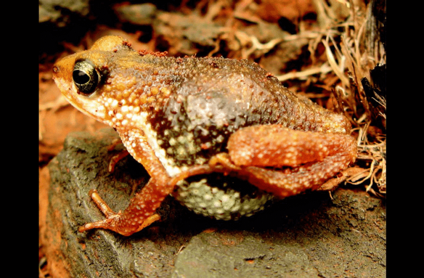 Do Any Frogs Or Toads Give Birth To Live Young? Just One: Meet The Western Nimba Toad