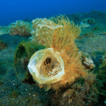 Do All Animals Yawn? No, But There Are Animals That Yawn Underwater