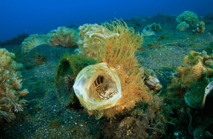 Do All Animals Yawn? No, But There Are Animals That Yawn Underwater
