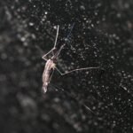 Denisovan DNA May Make Some People Resistant To Malaria