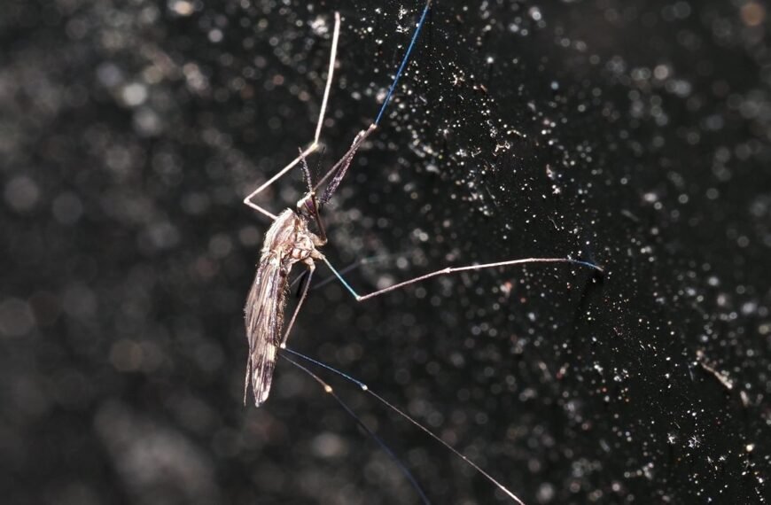 Denisovan DNA May Make Some People Resistant To&hellip;