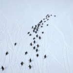 What Would You Reach If You Kept Digging Under Antarctica?