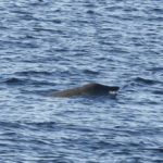 How Do You Study Cryptic Species? We’re Finally Lifting The Lid On The World’s Least Understood Mammals