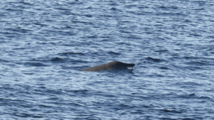 How Do You Study Cryptic Species? We’re Finally&hellip;