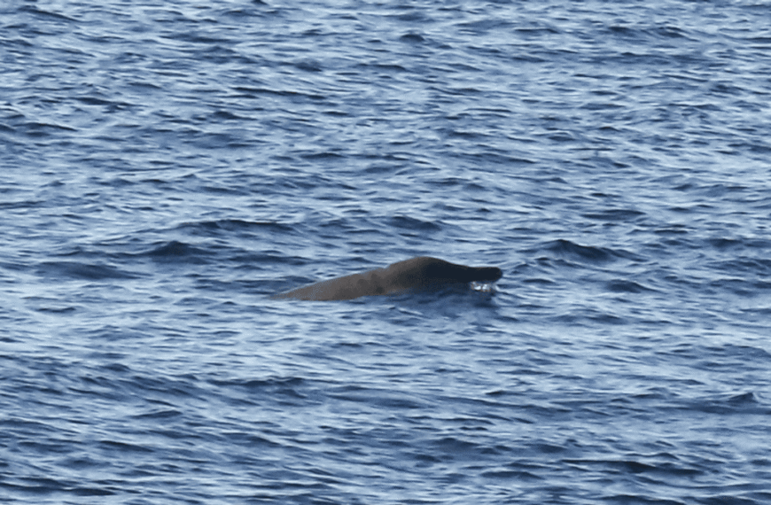 How Do You Study Cryptic Species? We’re Finally&hellip;