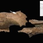 Battered Skull Confirms Roman Amphitheaters Were Beastly For Bears