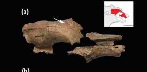 Battered Skull Confirms Roman Amphitheaters Were Beastly For&hellip;