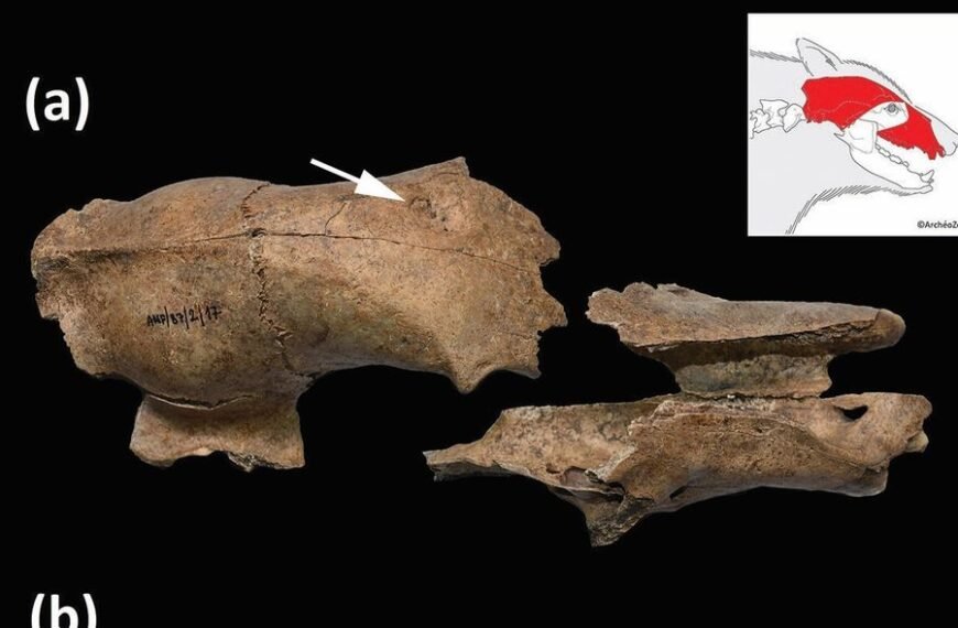 Battered Skull Confirms Roman Amphitheaters Were Beastly For Bears