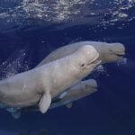 Operation Beluga: In 1985, An Icebreaker Playing Classical Music Saved 2,000 Beluga Whales From Certain Death