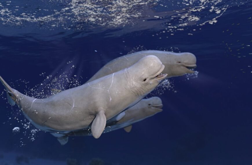 Operation Beluga: In 1985, An Icebreaker Playing Classical Music Saved 2,000 Beluga Whales From Certain Death