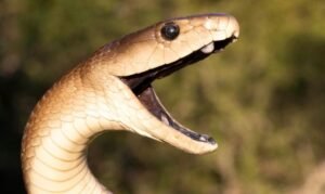 Most Mamba Venoms Can Kill In Two Ways&hellip;