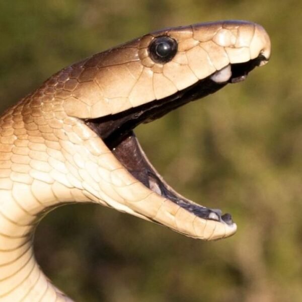 Most Mamba Venoms Can Kill In Two Ways&hellip;