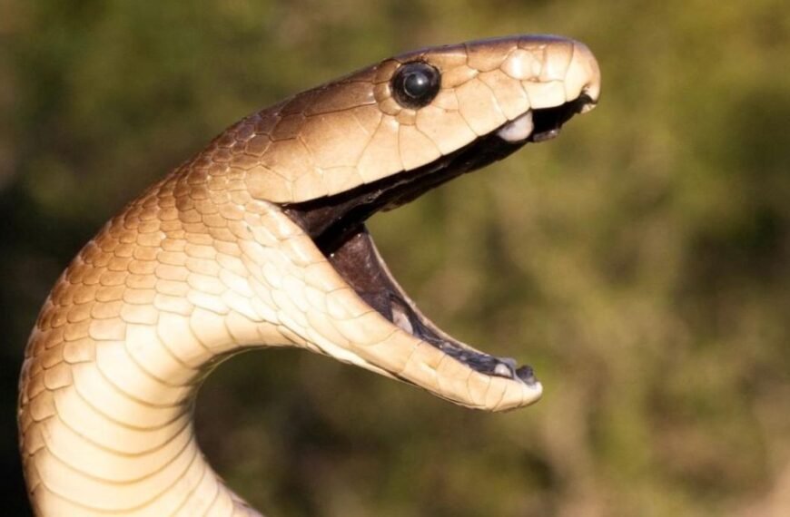 Most Mamba Venoms Can Kill In Two Ways…