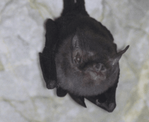 Meet The Bumblebee Bat: The World’s Smallest Bat&hellip;