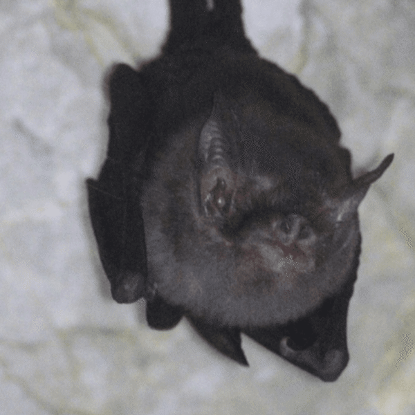 Meet The Bumblebee Bat: The World’s Smallest Bat&hellip;