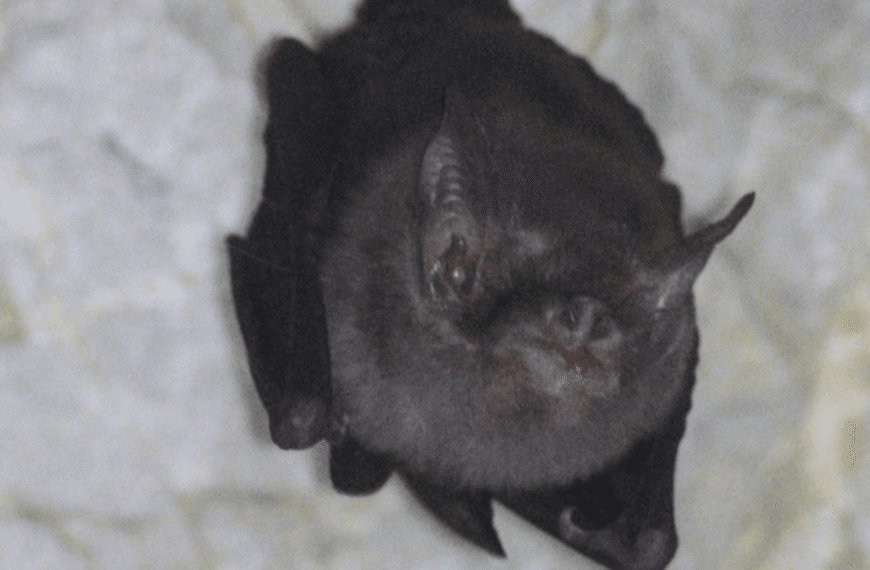 Meet The Bumblebee Bat: The World’s Smallest Bat Is The Last Of Its Kind