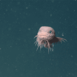 Adorable New Species Of Snailfish Filmed 3,268 Meters Below The Sea, And There’s A Video