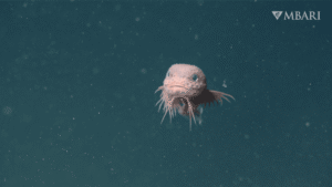 Adorable New Species Of Snailfish Filmed 3,268 Meters&hellip;