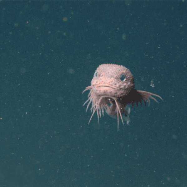 Adorable New Species Of Snailfish Filmed 3,268 Meters&hellip;