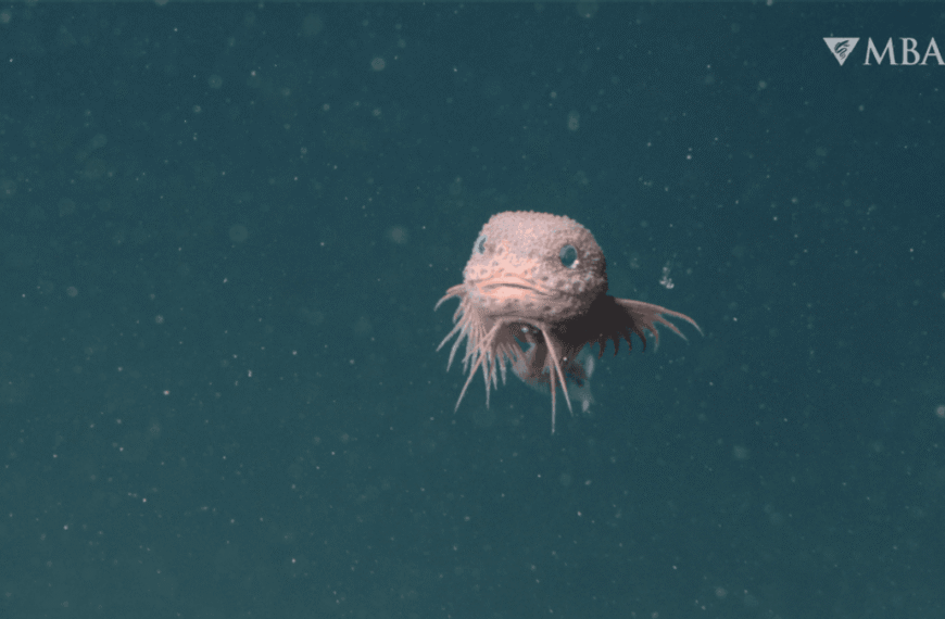 Adorable New Species Of Snailfish Filmed 3,268 Meters&hellip;