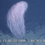 Meet The Chewbacca Coral, A Ridiculously Fluffy New Species Discovered In The Deep Sea
