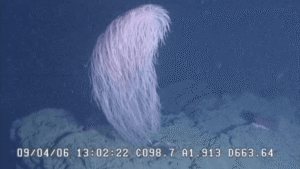Meet The Chewbacca Coral, A Ridiculously Fluffy New…
