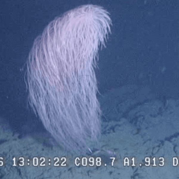 Meet The Chewbacca Coral, A Ridiculously Fluffy New&hellip;