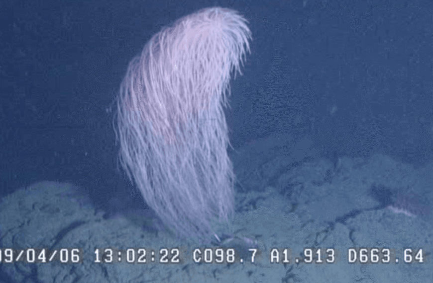 Meet The Chewbacca Coral, A Ridiculously Fluffy New&hellip;