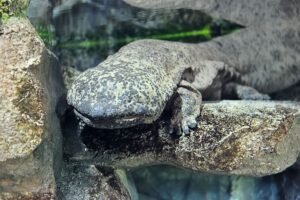 Interbreeding Hybrid Giant Salamanders Are Creating A Very…