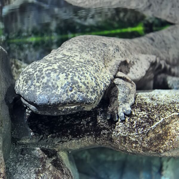 Interbreeding Hybrid Giant Salamanders Are Creating A Very&hellip;