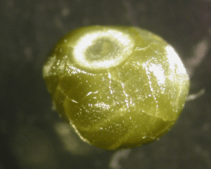 Diamond “Time Capsules” Capture Rare Snapshot Of Redox-Freezing…