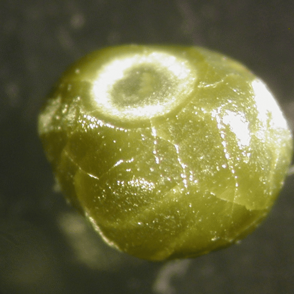 Diamond “Time Capsules” Capture Rare Snapshot Of Redox-Freezing&hellip;