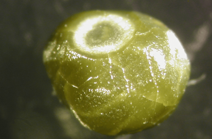 Diamond “Time Capsules” Capture Rare Snapshot Of Redox-Freezing Reaction