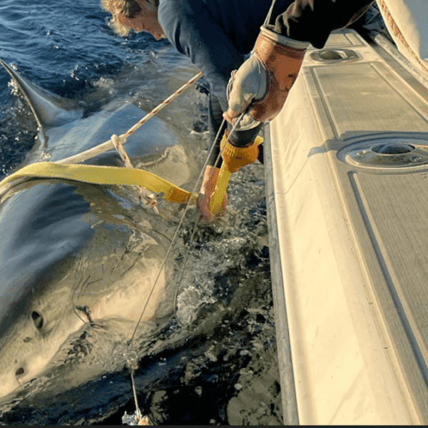 Contender, The Largest Male Great White Shark In&hellip;