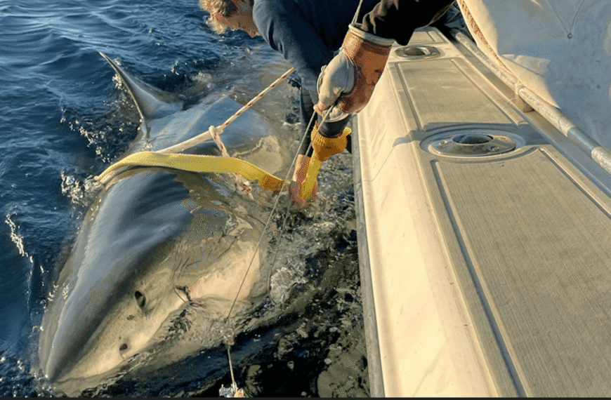 Contender, The Largest Male Great White Shark In&hellip;