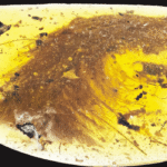 Perfectly Preserved Dinosaur Tail Found Inside 99-Million-Year-Old Amber Was Mistaken For A Plant