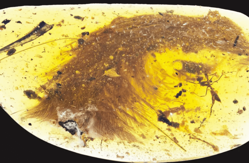 Perfectly Preserved Dinosaur Tail Found Inside 99-Million-Year-Old Amber Was Mistaken For A Plant