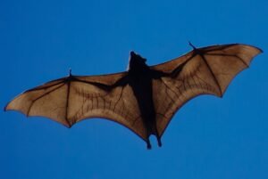 Flying Foxes Include The World’s Biggest Bat And&hellip;