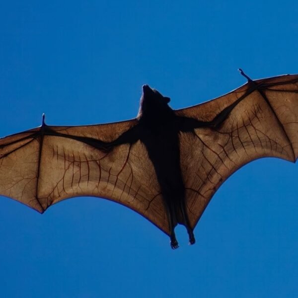 Flying Foxes Include The World’s Biggest Bat And&hellip;