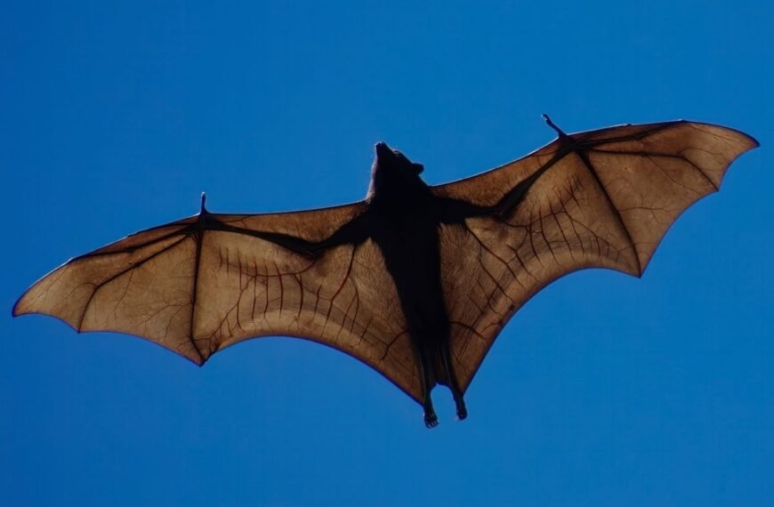 Flying Foxes Include The World’s Biggest Bat And The Largest Mammal Capable Of True Flight