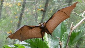 Entirely New Virus Detected In Bat Urine, And…