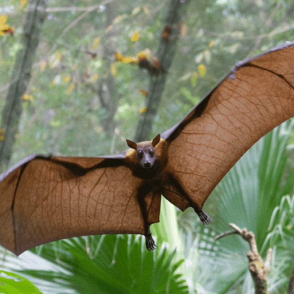 Entirely New Virus Detected In Bat Urine, And&hellip;