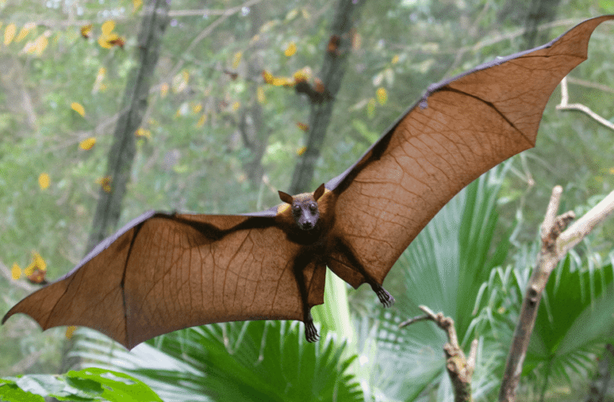 Entirely New Virus Detected In Bat Urine, And&hellip;