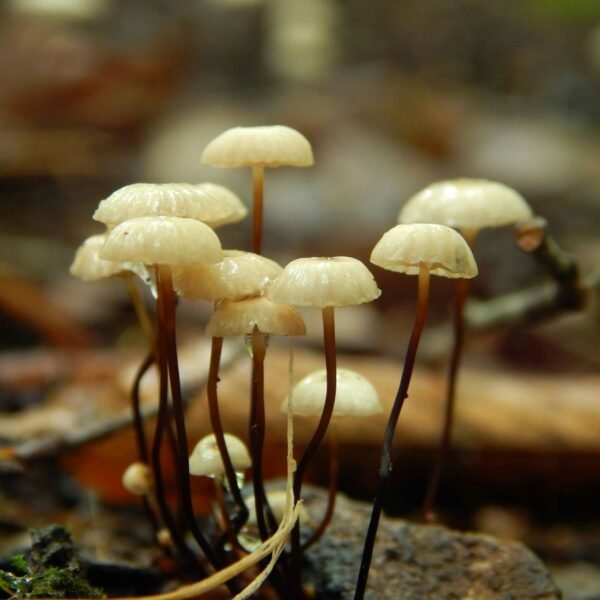 Mushrooms Evolved The Ability To Make Psilocybin Twice&hellip;