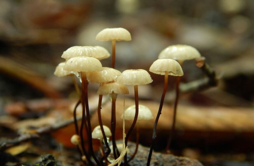 Mushrooms Evolved The Ability To Make Psilocybin Twice…